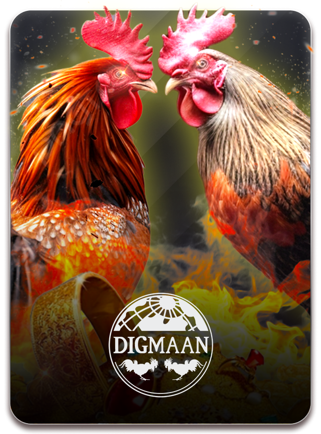 Cockfight